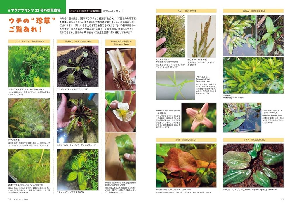 AQUA PLANTS (アクアプランツ) No.22 [雑誌] | アクアプランツ